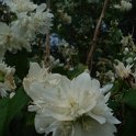 Philadelphus x virginalis 'Snow Flake' P2A